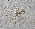 Saccocoma tenella (GOLDFUSS 1831) - Bild © FossNet FossilienStore